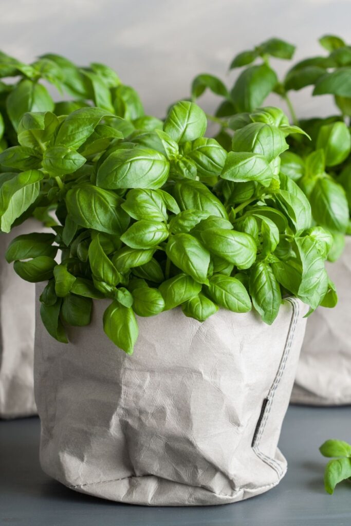 Basil plant in a paper pot