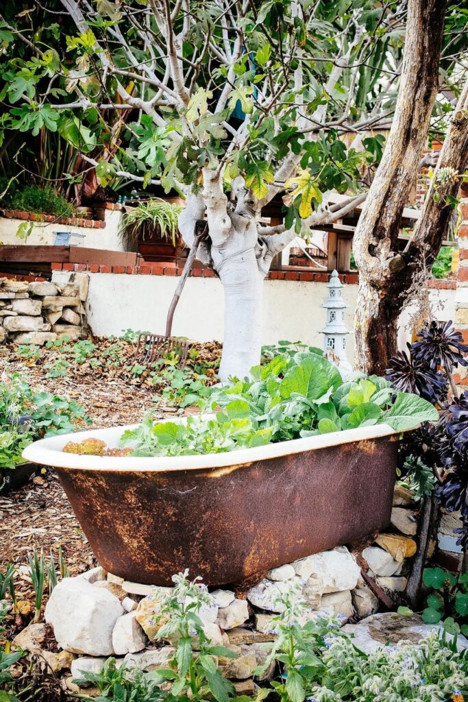 Bathub garden