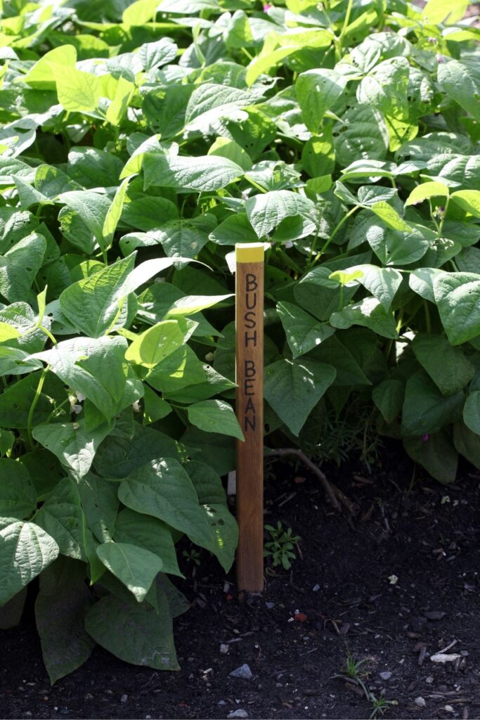 bush beans