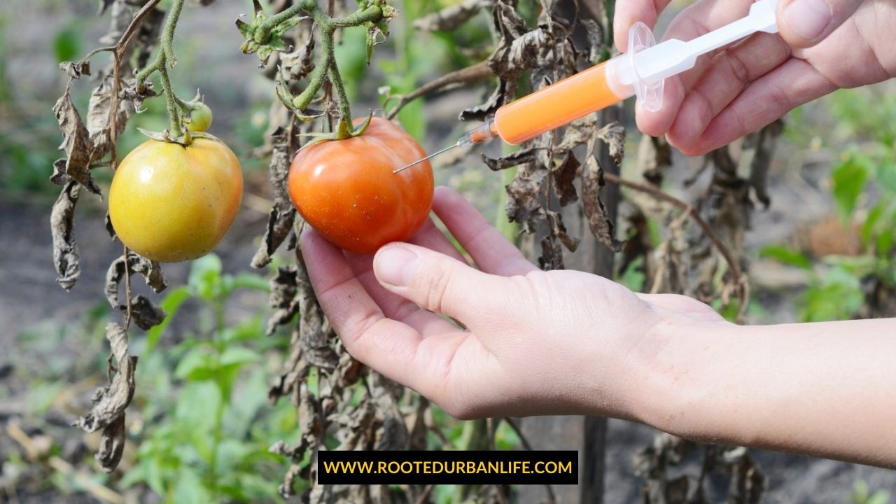 Diseased tomatoes being cured with an injection