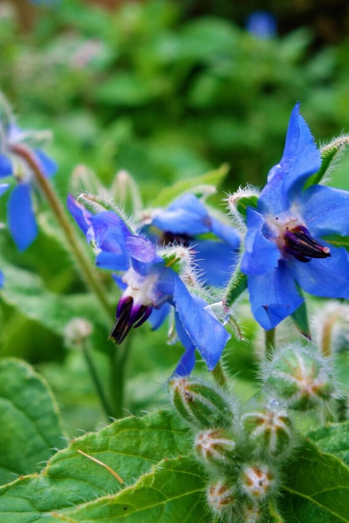 Borage flower