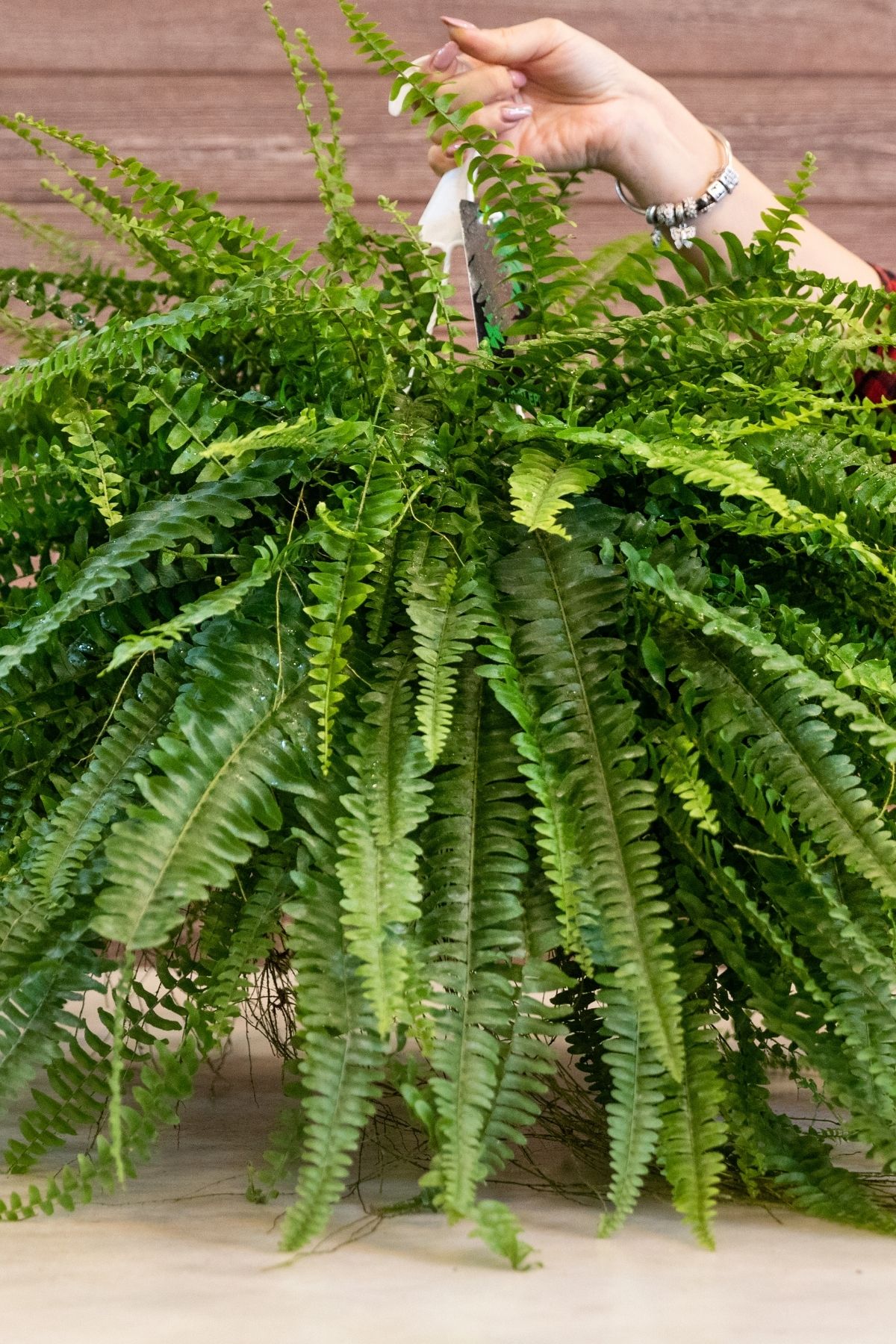 Hand holding a potted Boston Fern