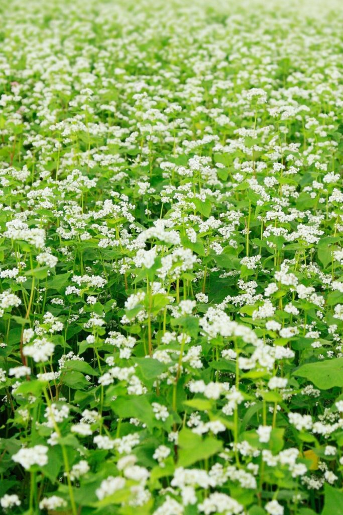 Field of buckwheat