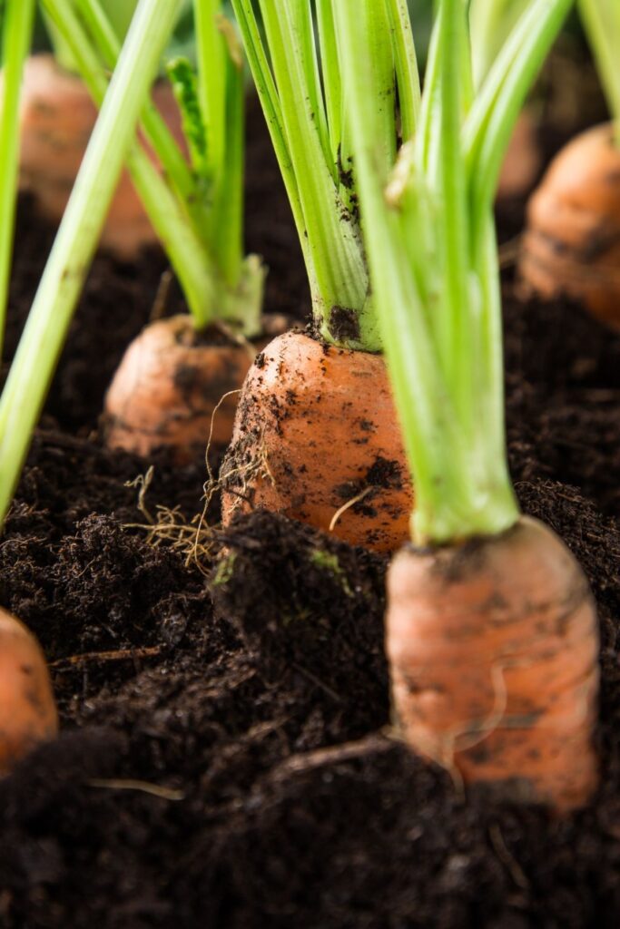 CArrots