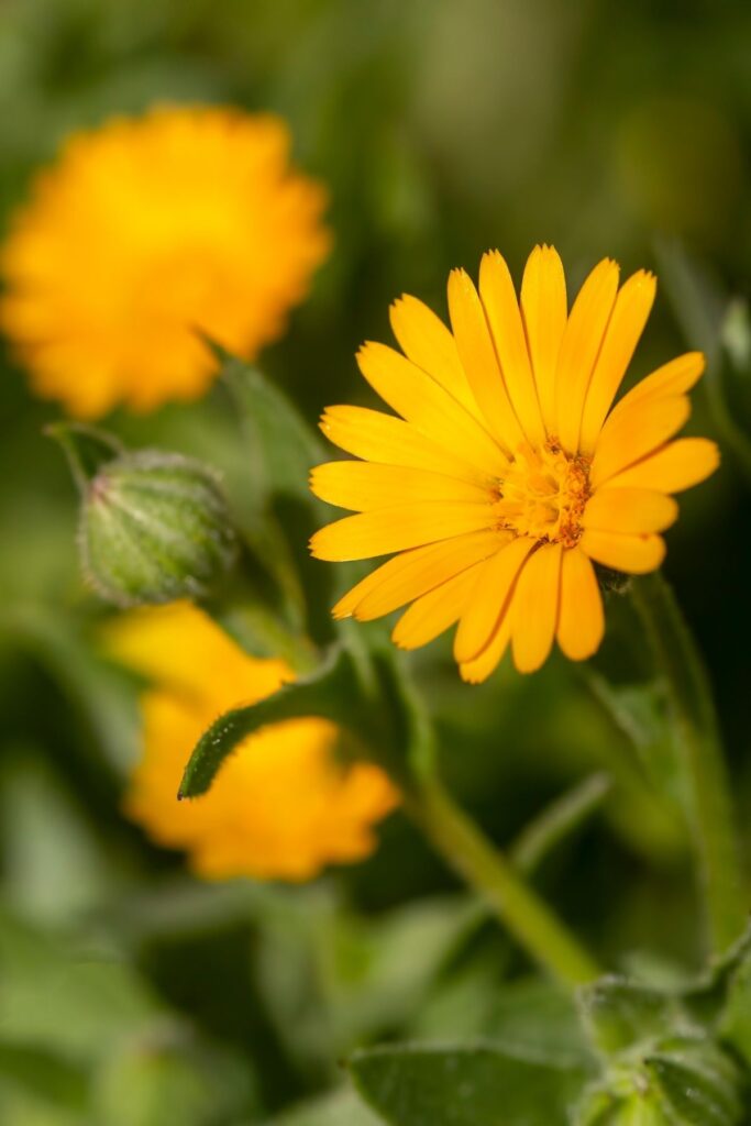 Calendula flowers