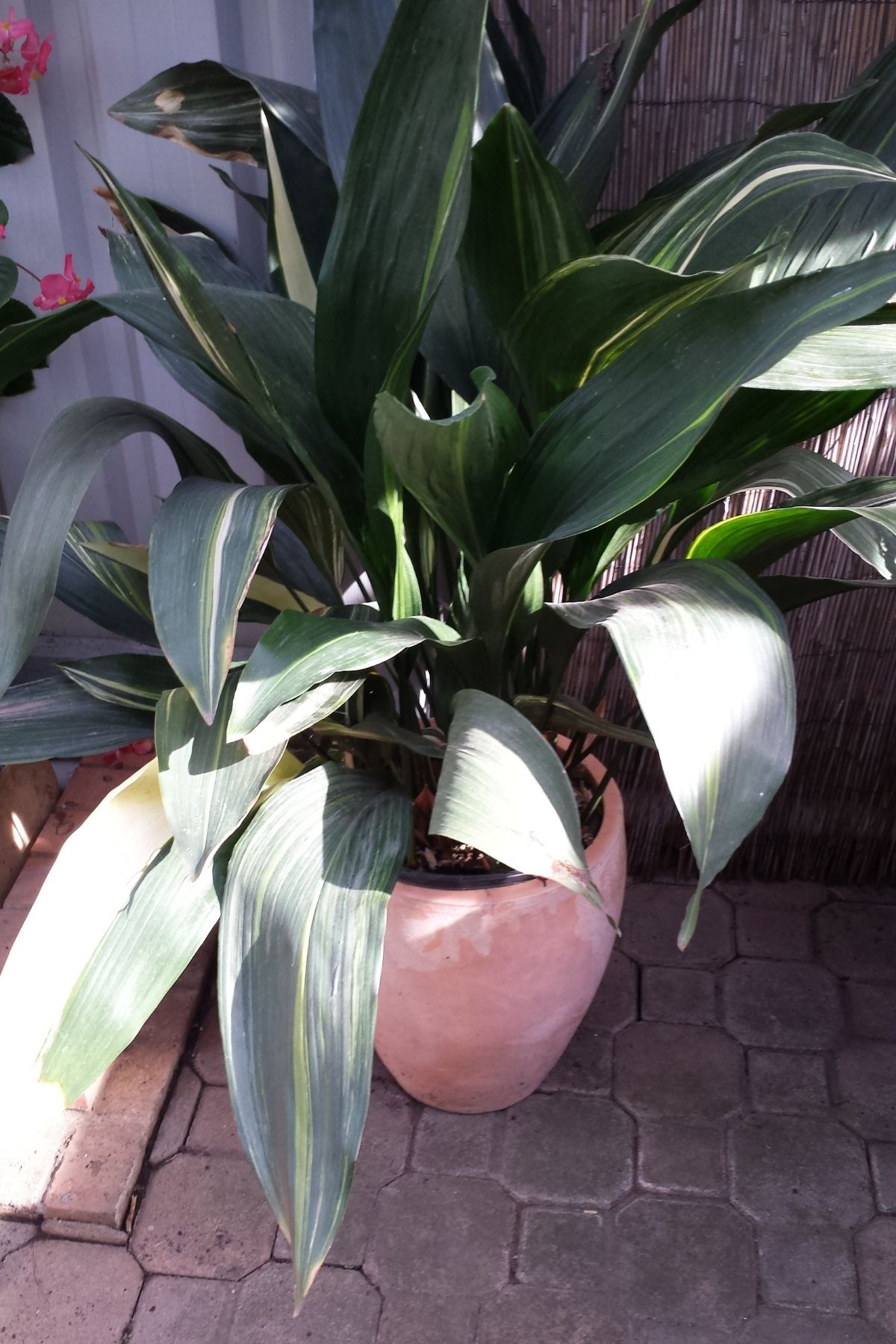 Potted c ast iron plant