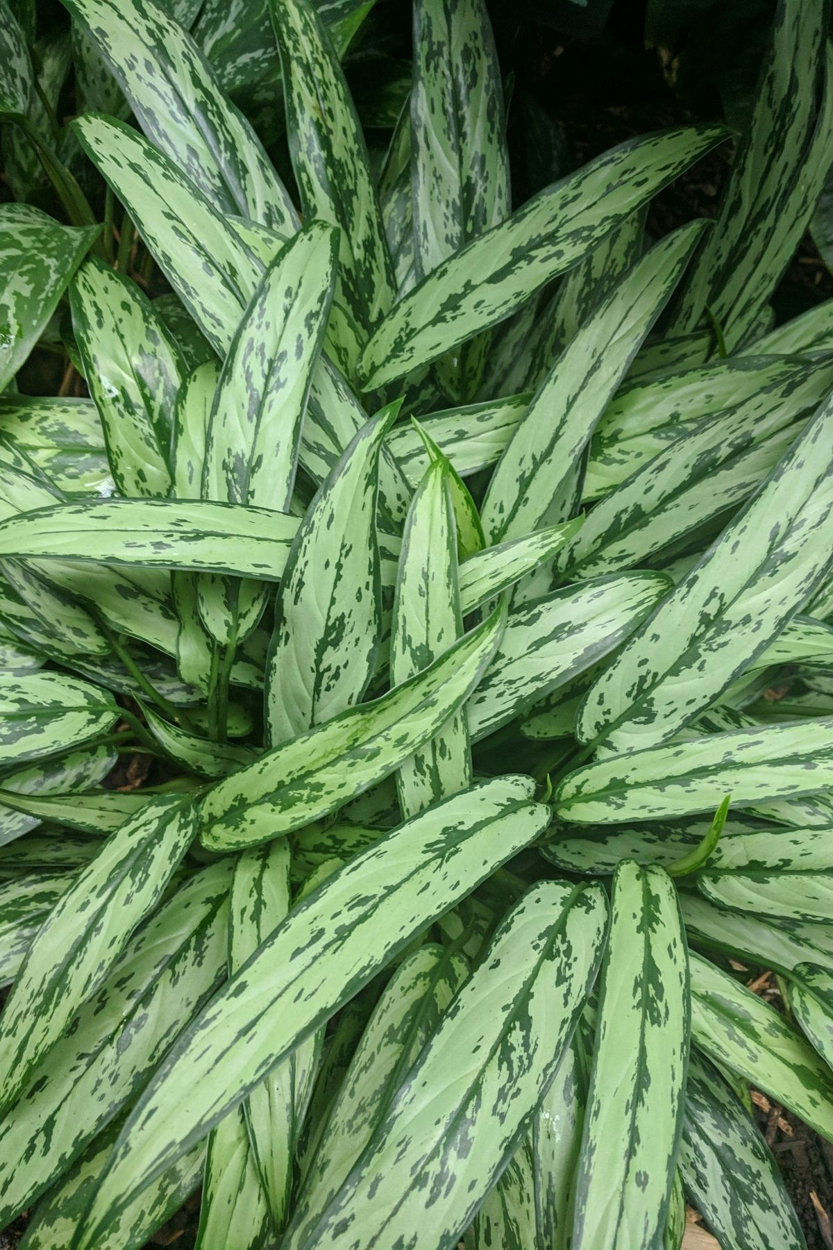 Chinese evergreen plant