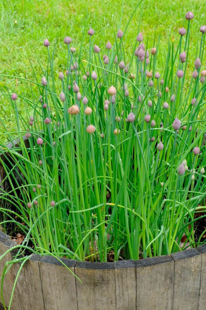 Chives in a container