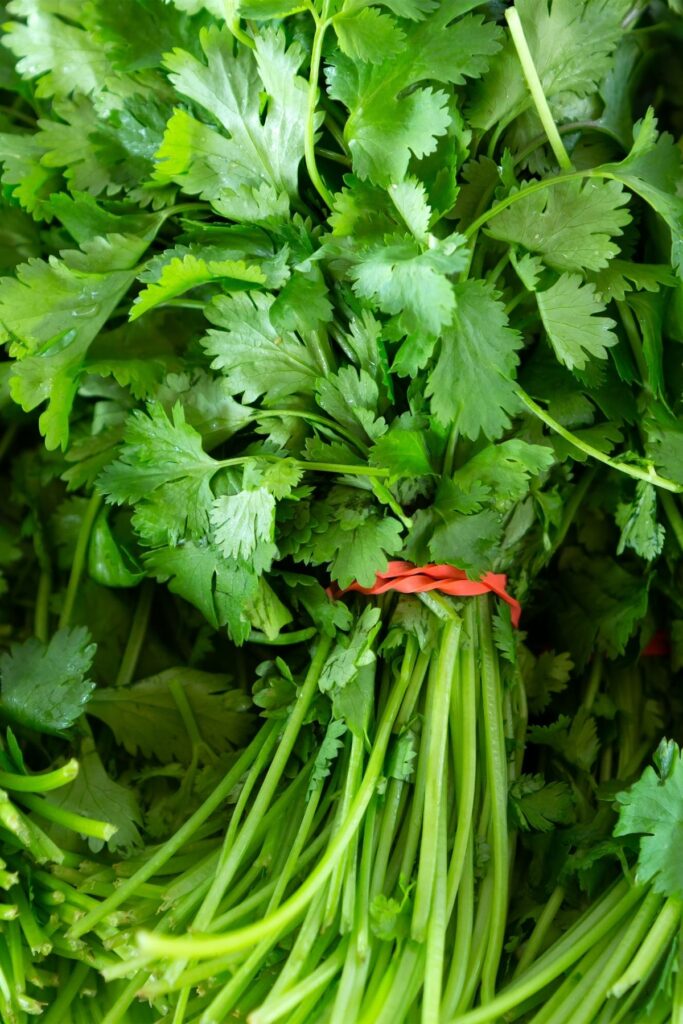 bunch of cilantro