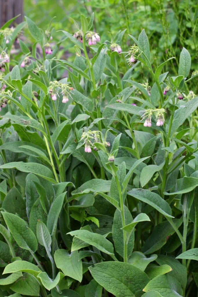 Comfrey
