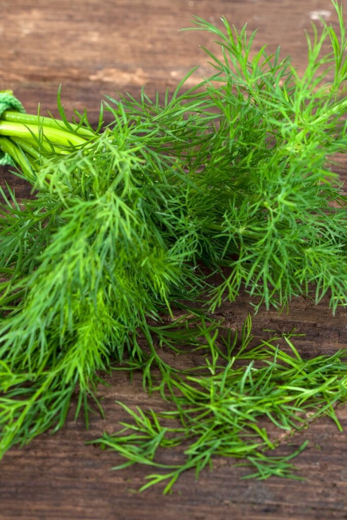 Bunch of dill