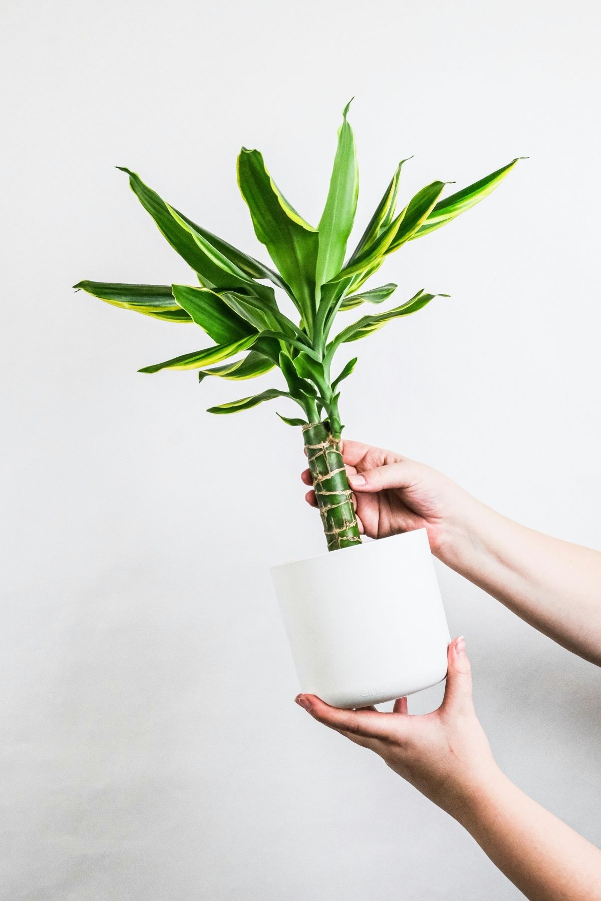 Hands holding a potted dracaena plant