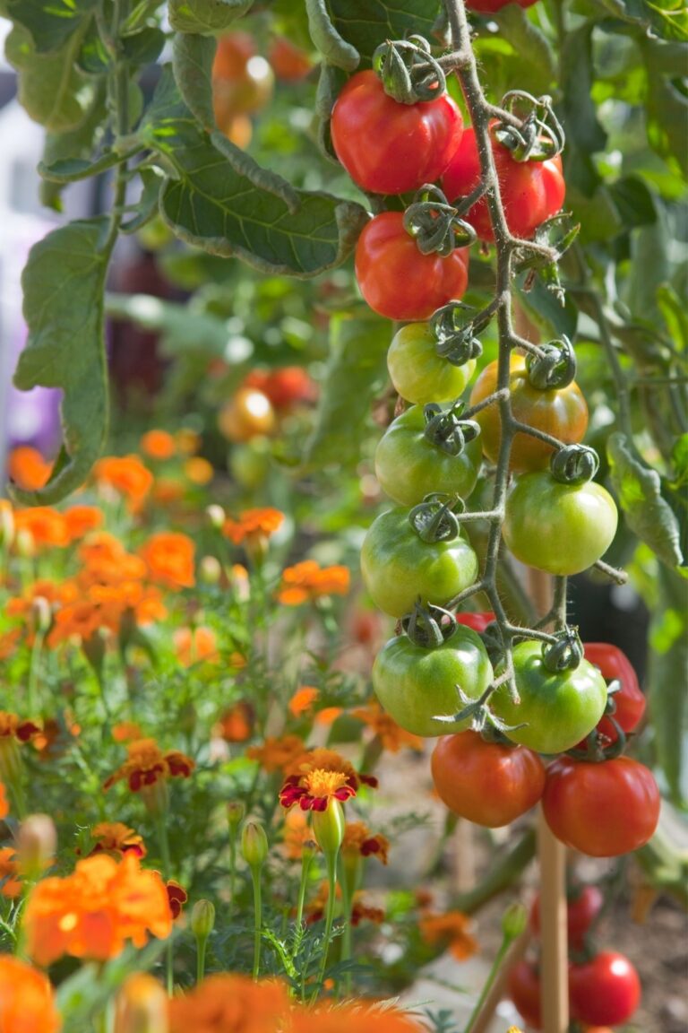 Tomatoes and marigolds