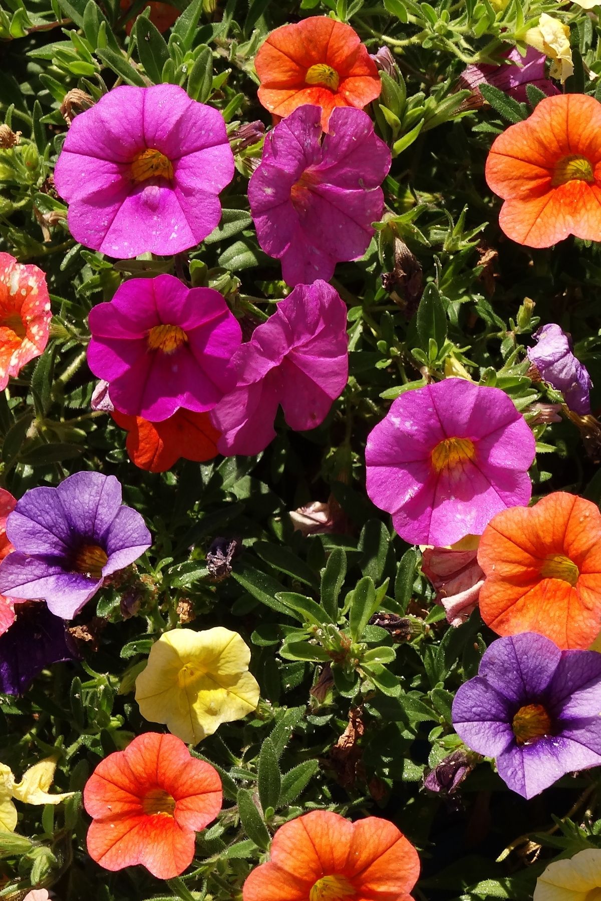 colorful petunias