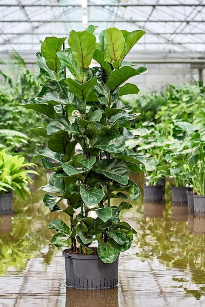 Ficus