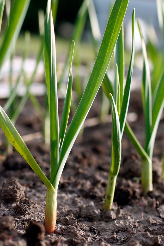 Garlic