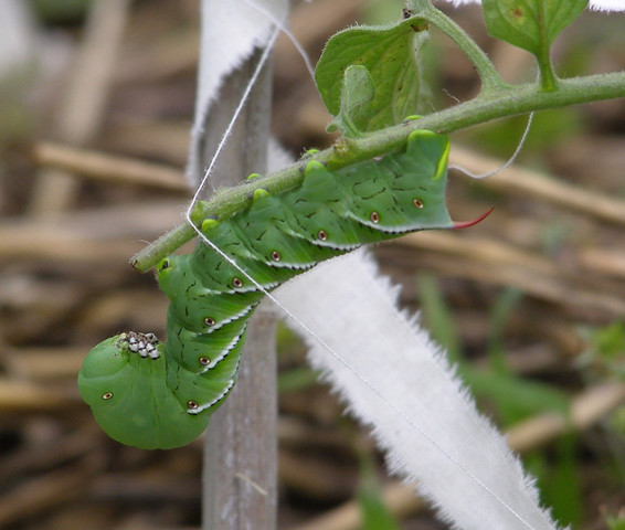 Hornworm on a tomato plant