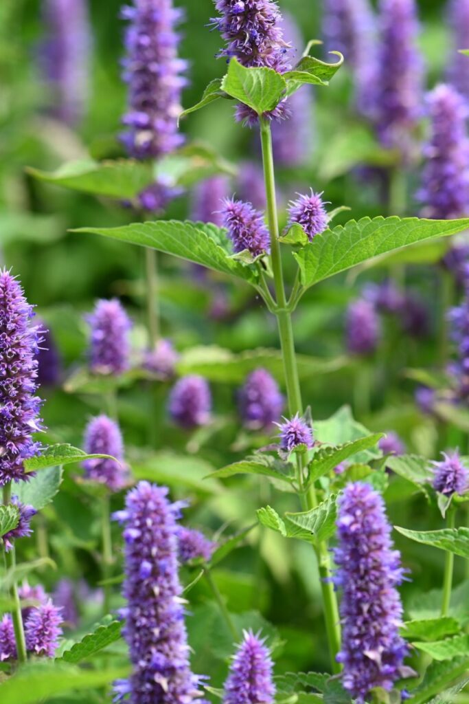 Hyssop