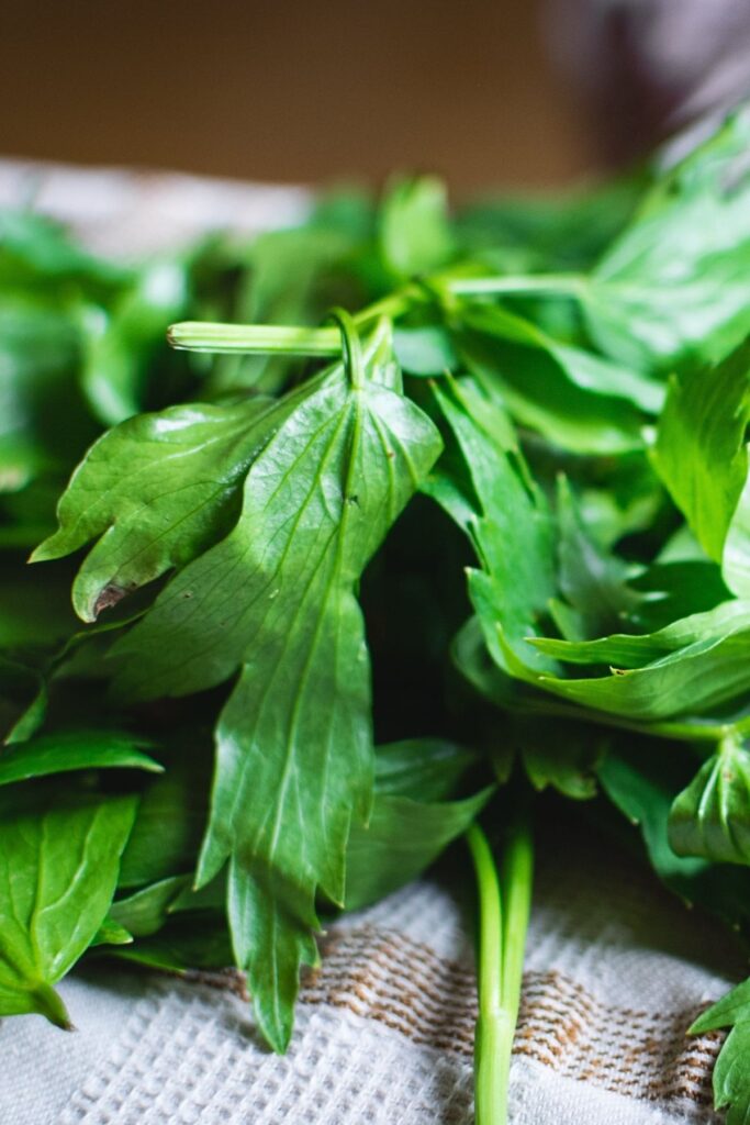 Lovage