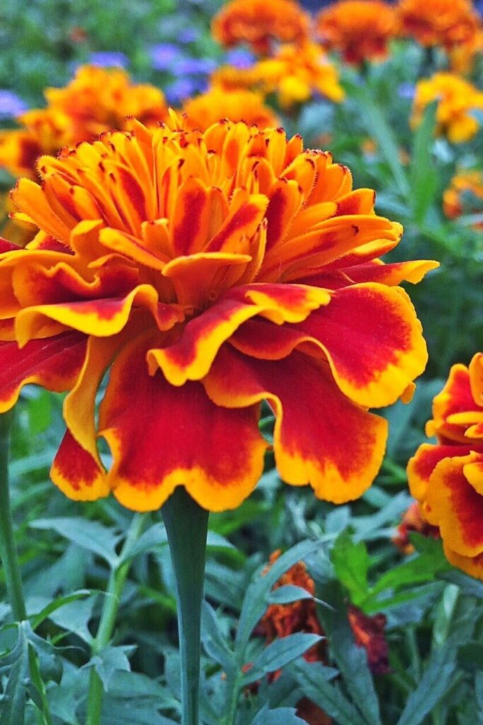 Marigold flower