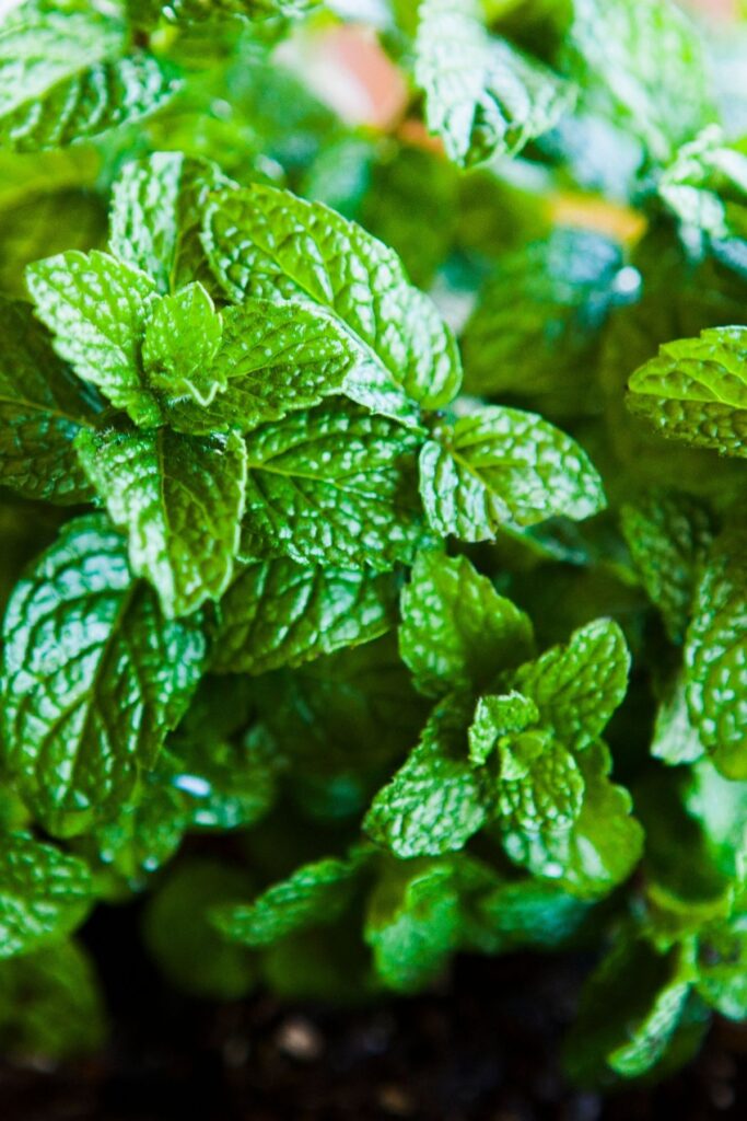 Mint