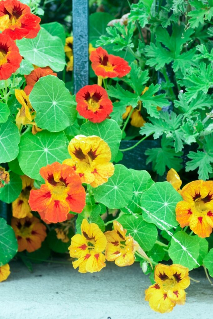 Yellow and orange nasturtium
