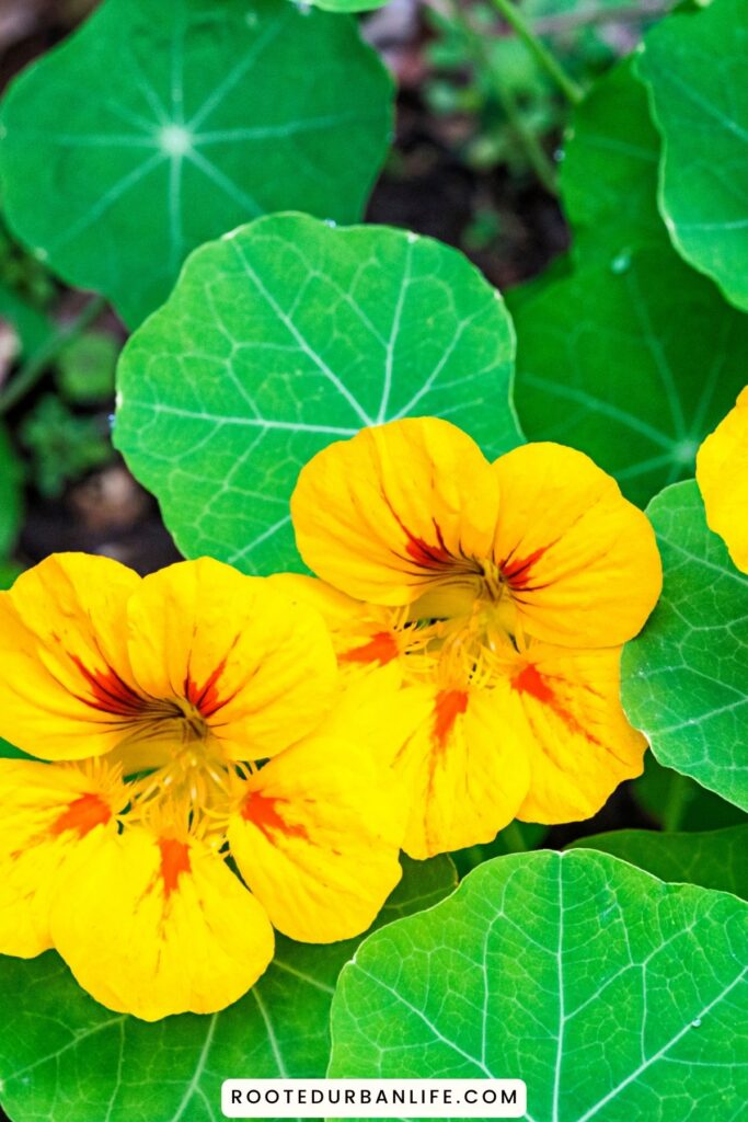 Nasturtiu flowers