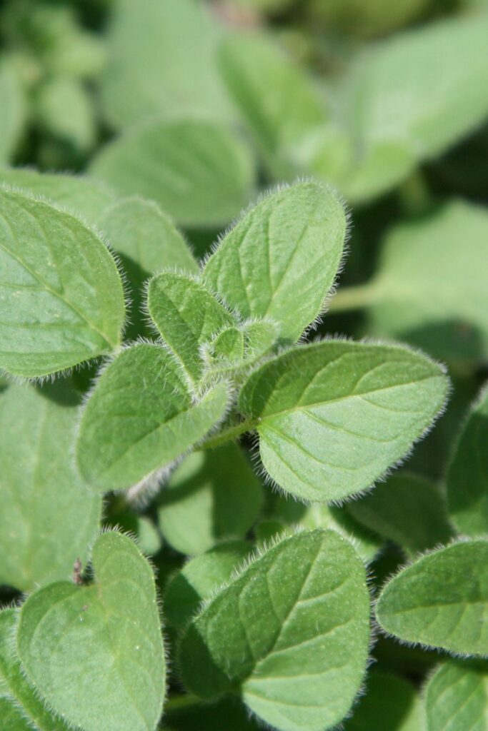 Origano