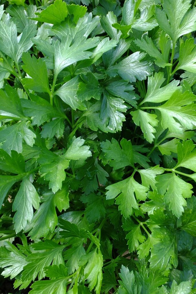 Parsley
