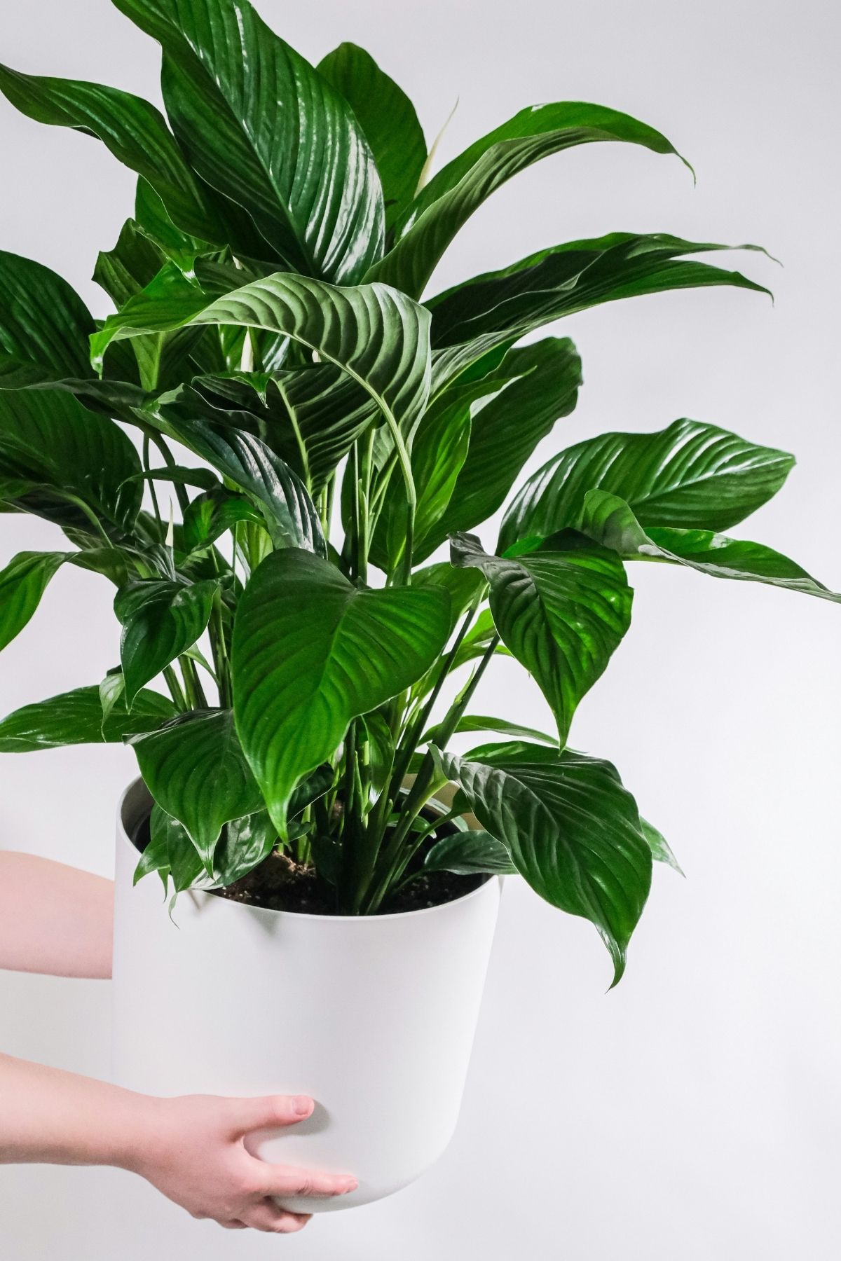 Hands holding a potted peace lily plant