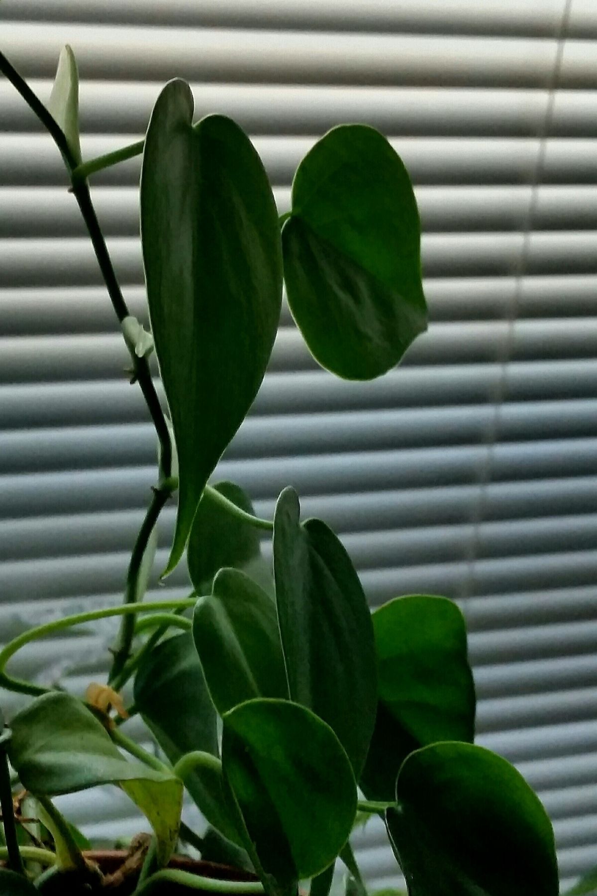 Philodendon in front of a window