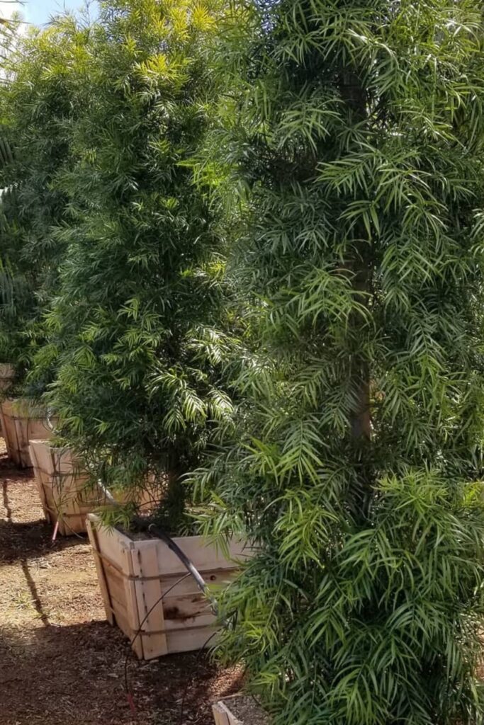 Podocarpus