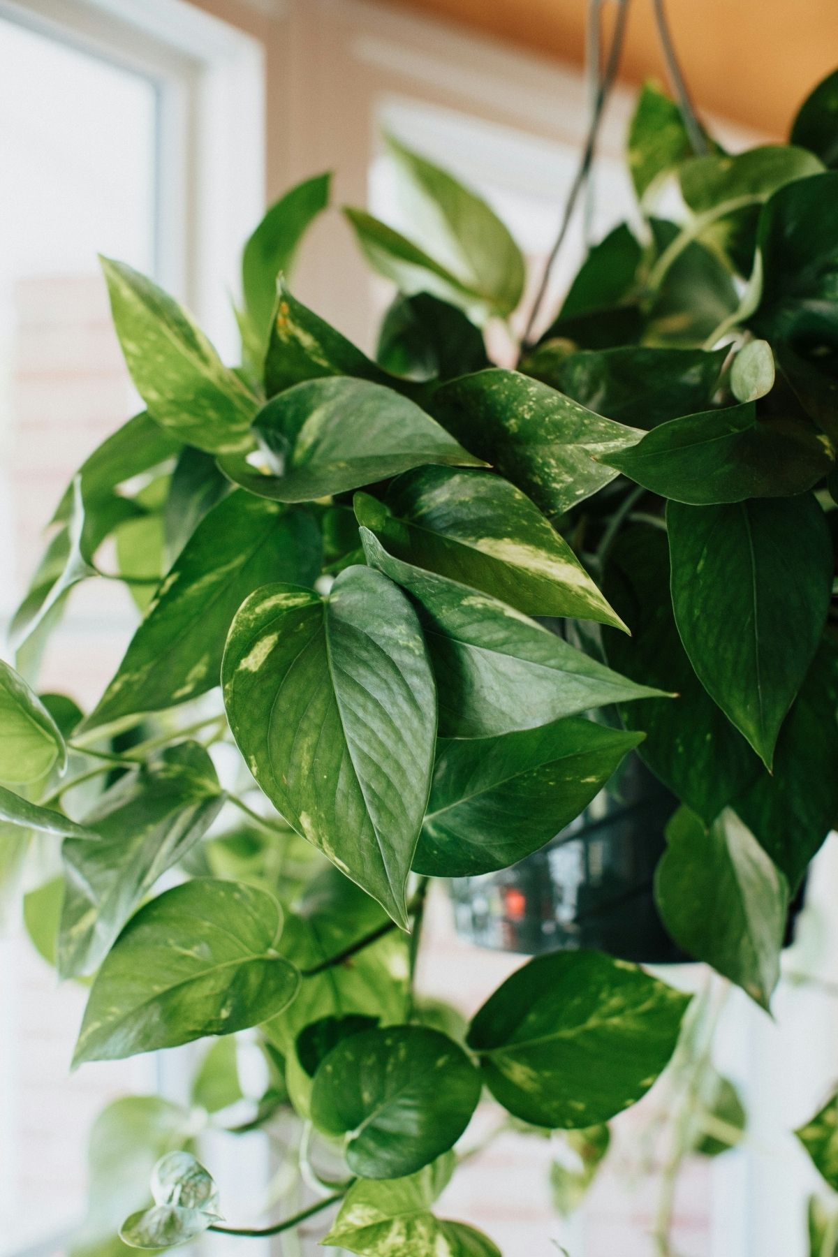 Potted pothos