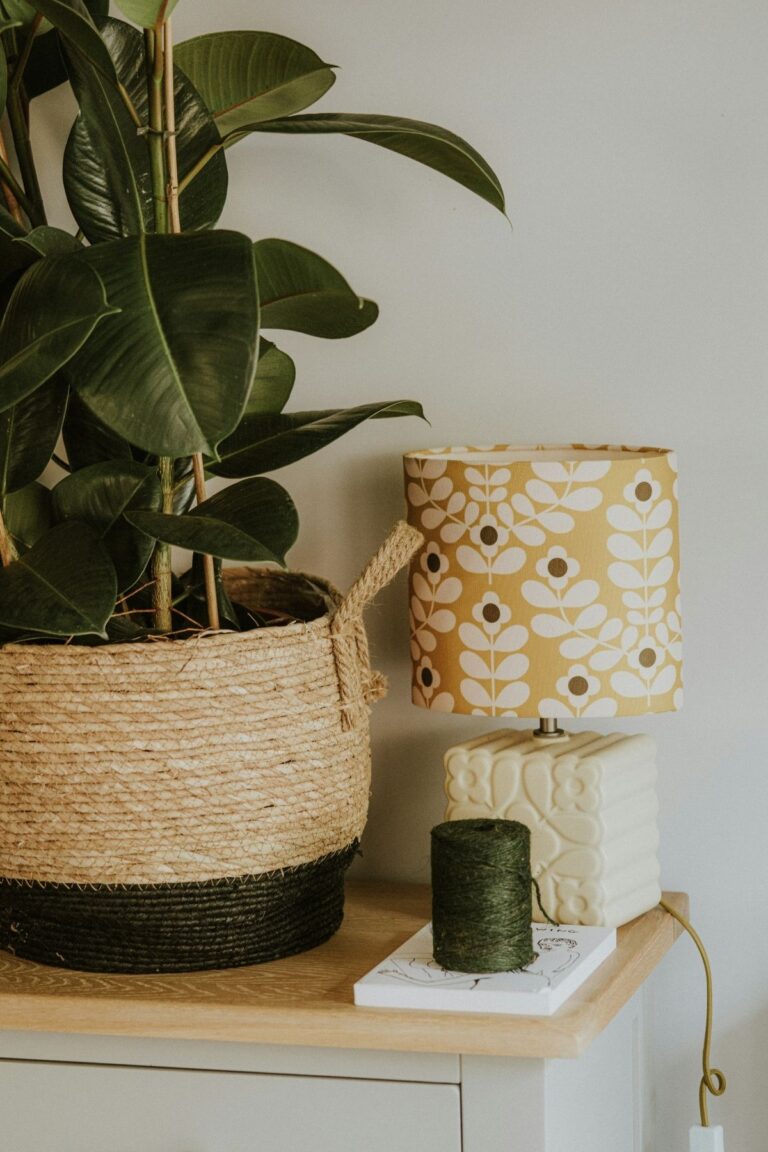A potted rubber plant next to a lamp