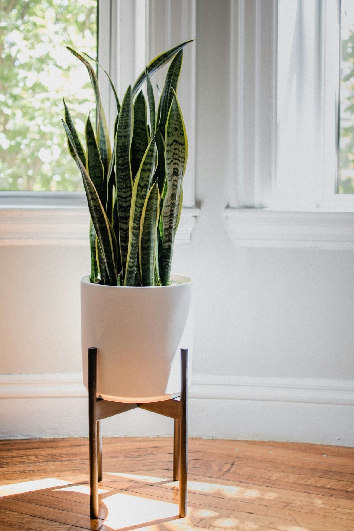 A potted snake plant in a white pot in front of a window