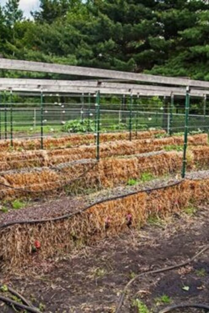 Straw bale garden