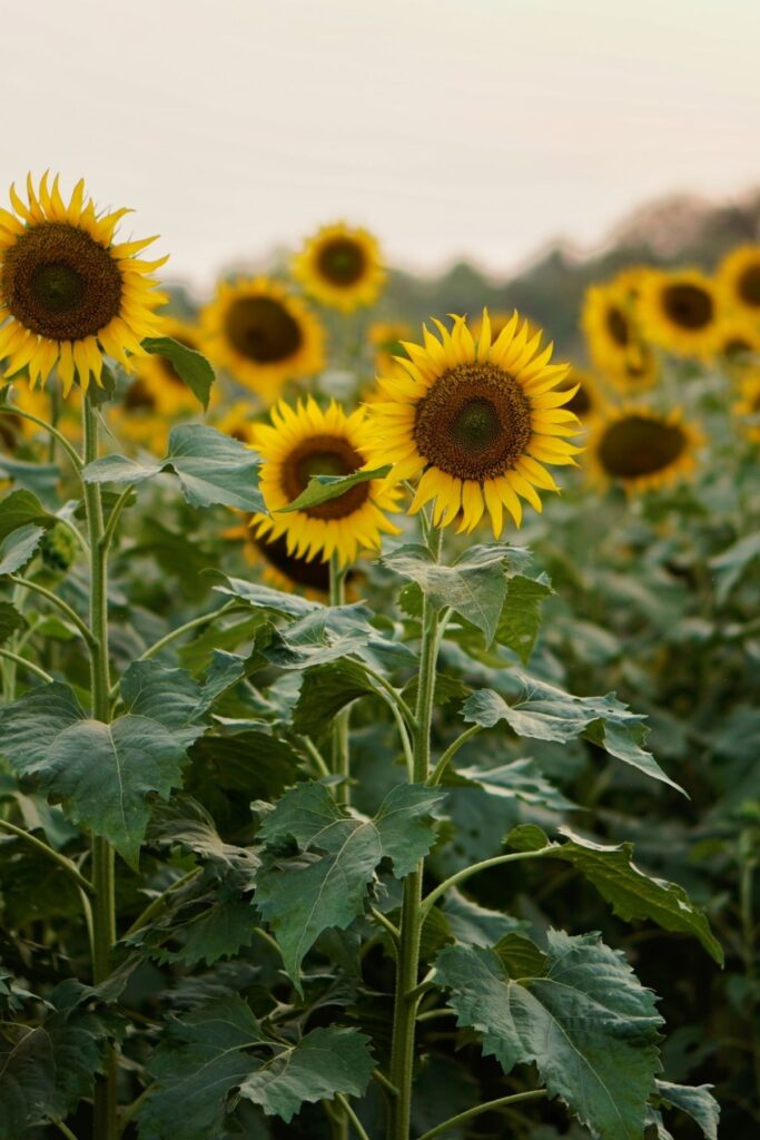 Sunflowers
