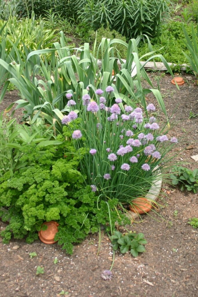 Wagon wheel herb garden