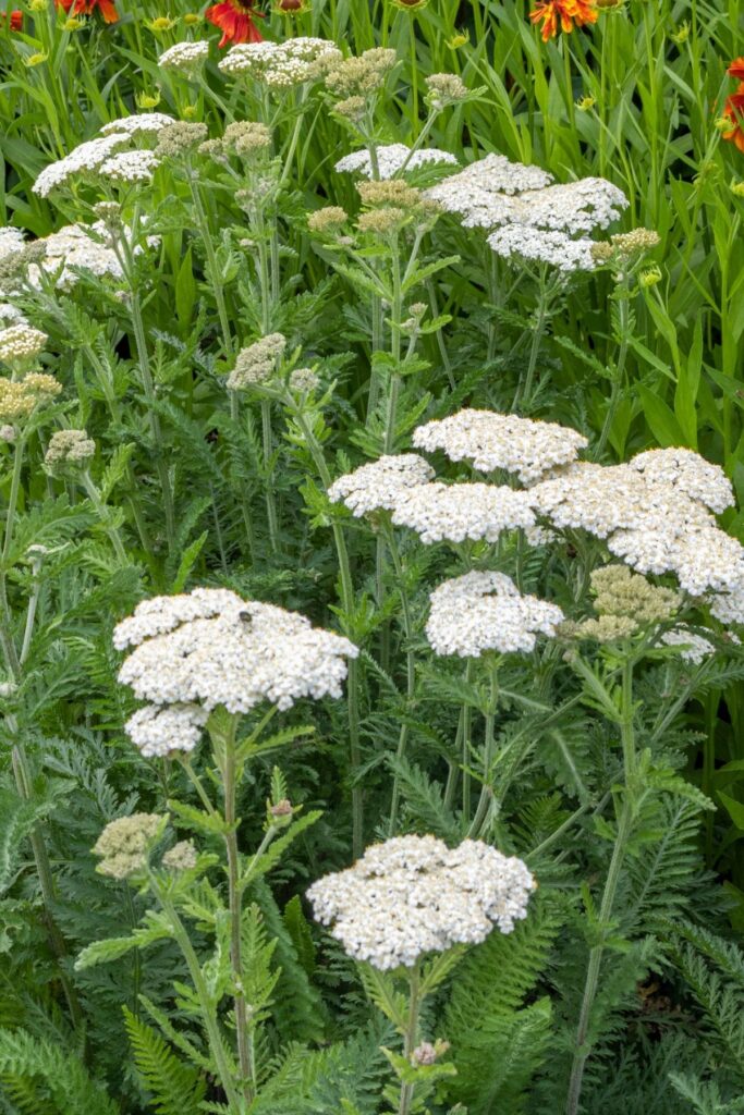 Yarrow plants