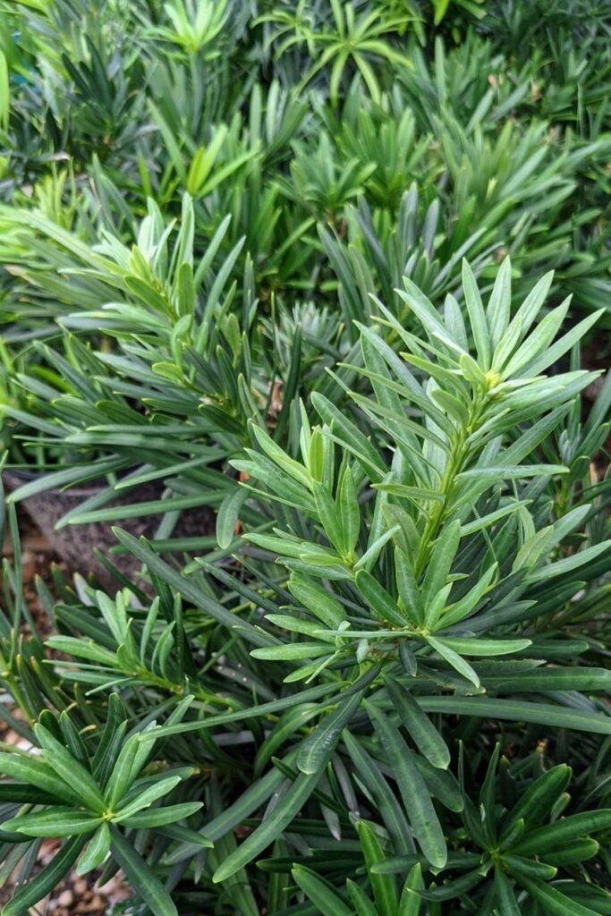 Japanese Yew