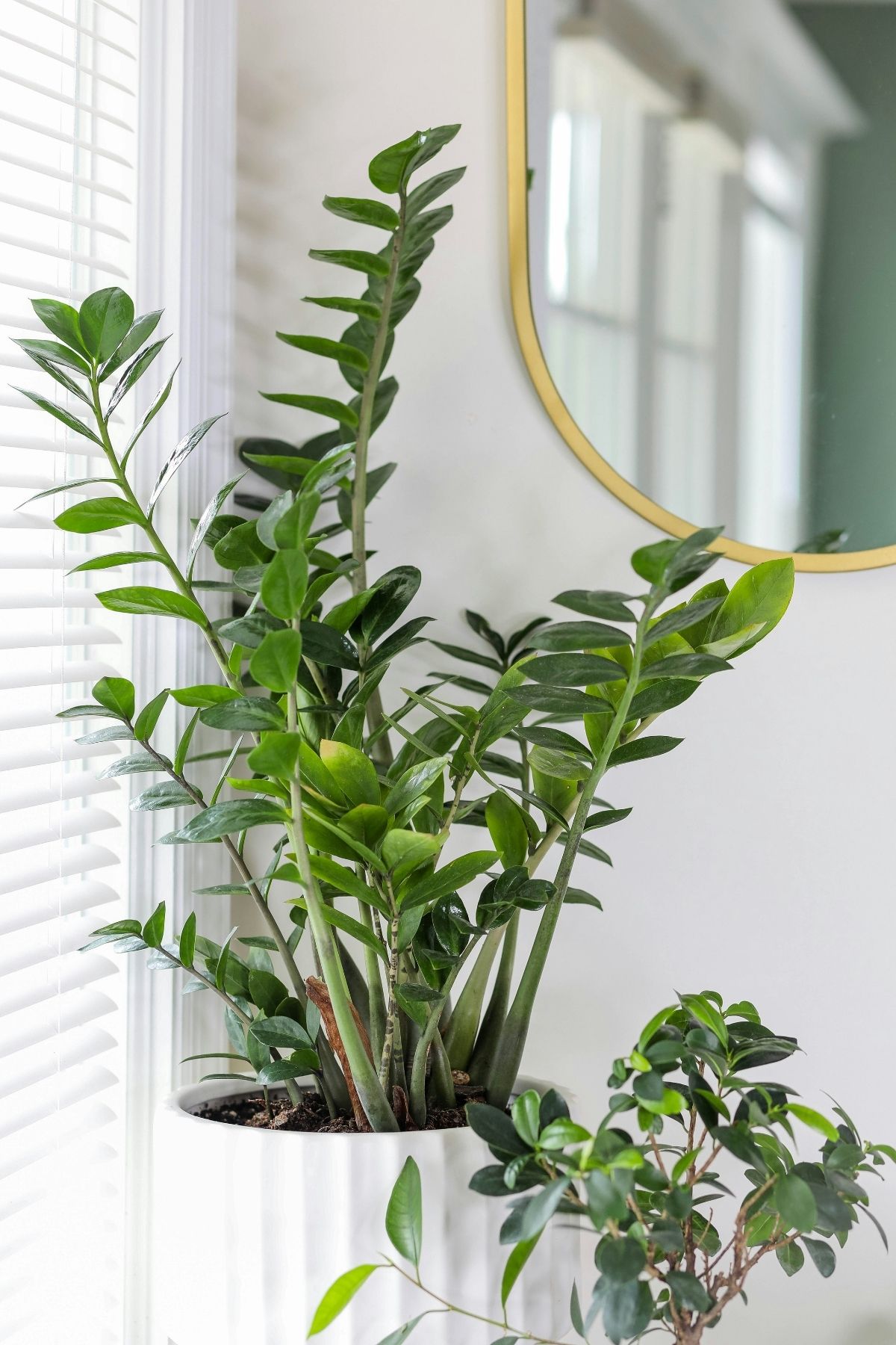 Potted zz plant in front of a window