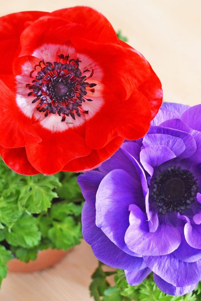Red and purple anemones
