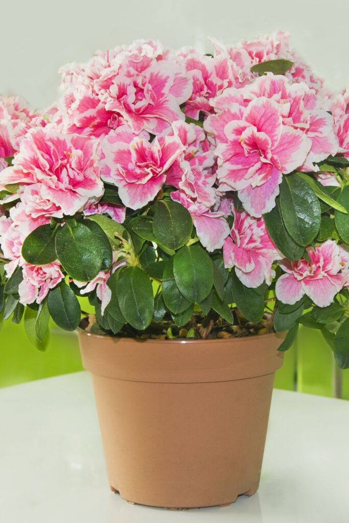 Pink potted azalea