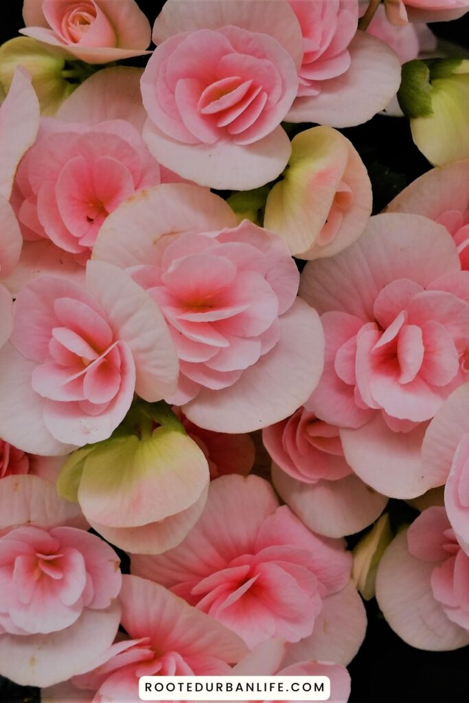 Pink begonia