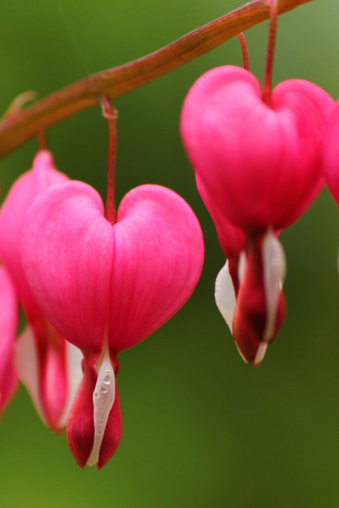 bleeding heart