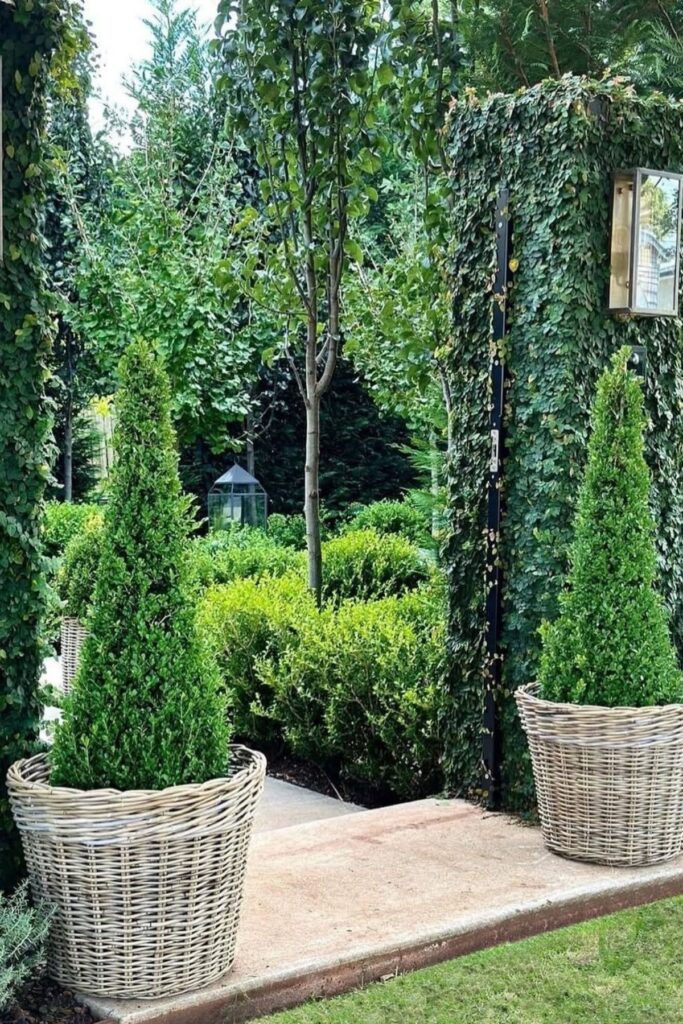 Boxwood