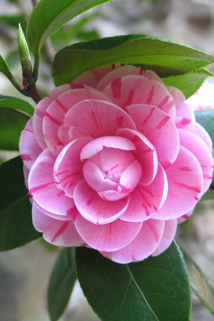 Pink camelia
