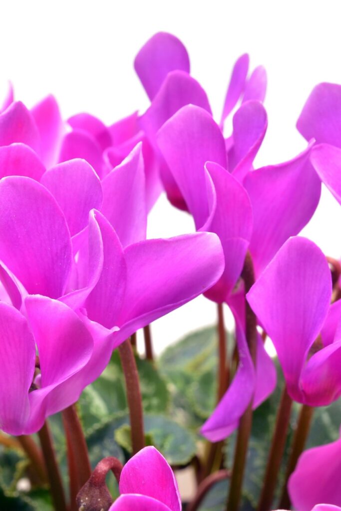 Purple cyclamen flowers