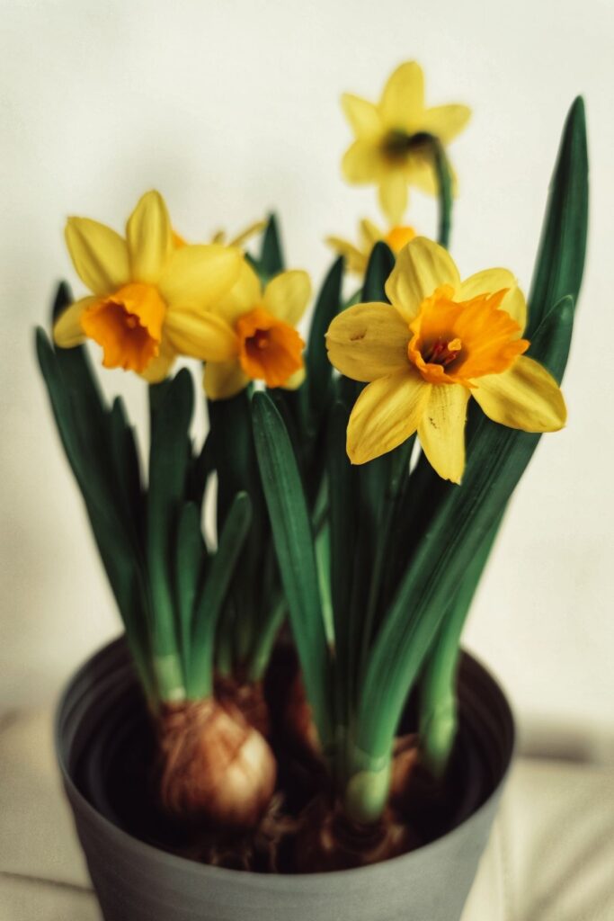 Daffodils in a pot