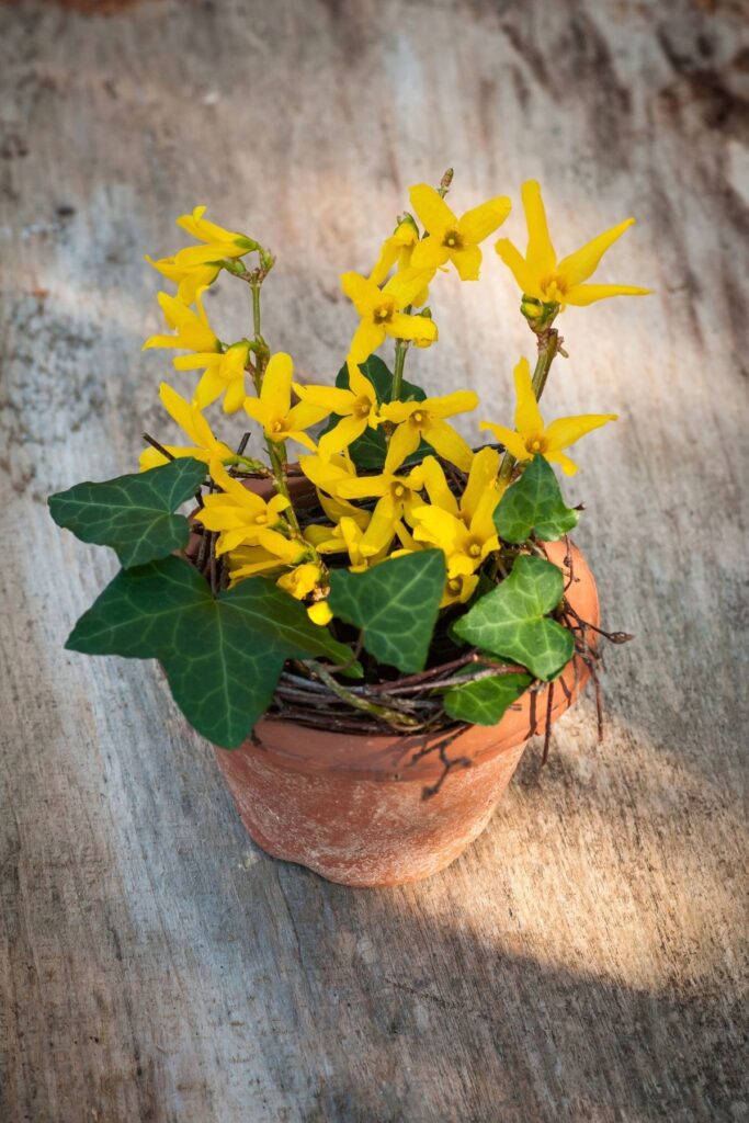 Potted forsythia